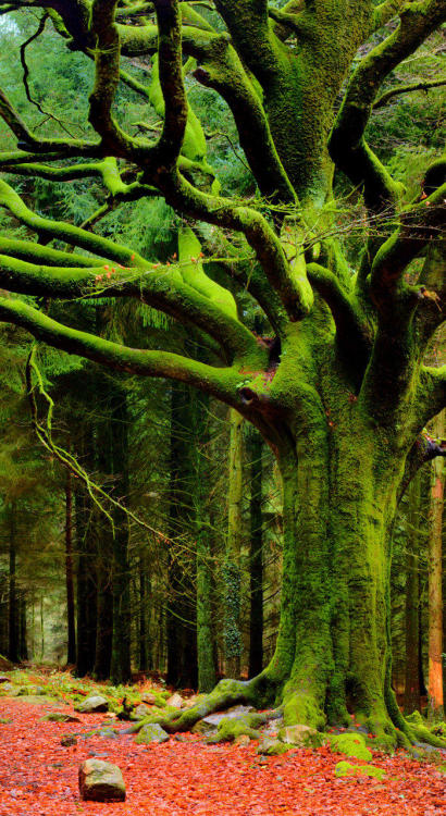 naturalsceneries: Moss covered forest in Japan