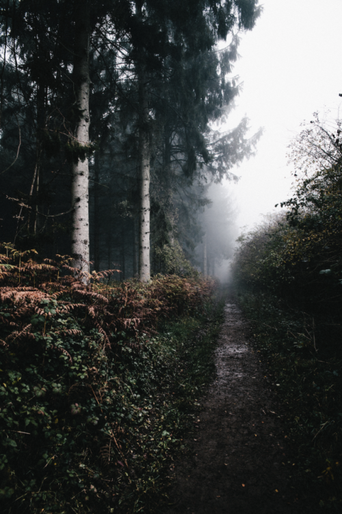 freddieardley - Rediscovering HighlightsOxfordshire Forests...