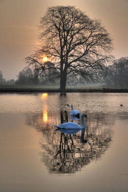 coiour-my-world:Real swans in Langley Park