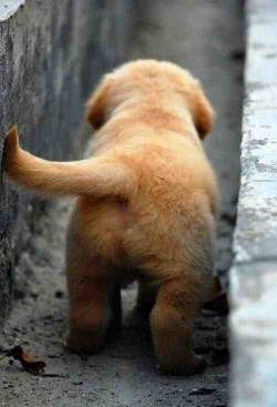 awwww-cute:  Puppy bum 