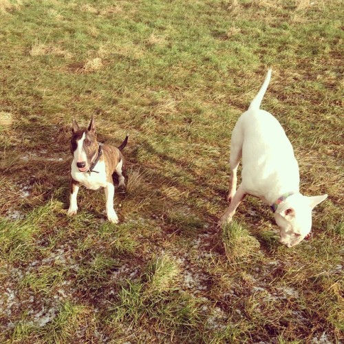 Early morning truffle hunting with these 2. #edmund #albert #ebt #englishbullterrier #bully #bullylo