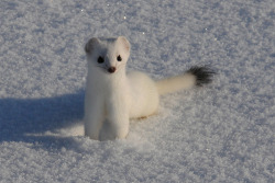 honeymillk:Stoat appreciation post. Coz they so cute.