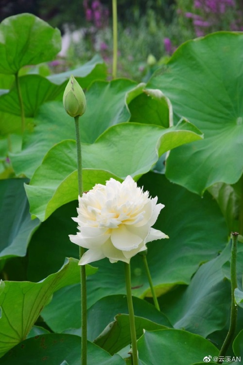 fuckyeahchinesegarden:莫愁湖mochouhu, nanjing, jiangsu province by 云溪AN