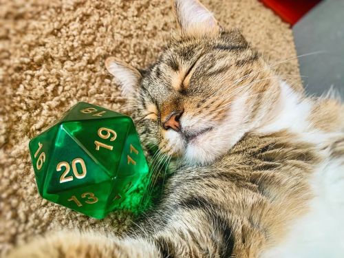 Munchwrap Supreme, with one of her favorite d20s, doing what she does best! (sleeping emojis)[Imag