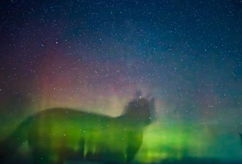 When The Cat Photobombs Your Long Exposure Shot