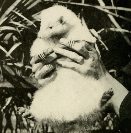Albino Florida Striped SkunkBy: J. M. HollisterFrom: Natural History Magazine1943
