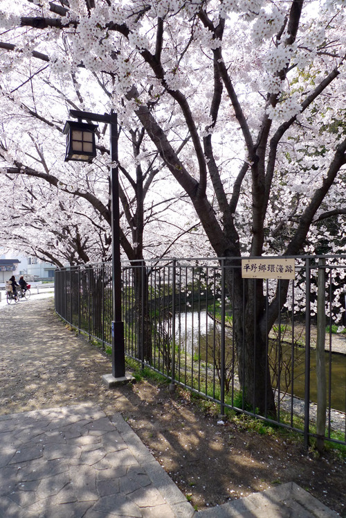 saqqoro:  cherry avenue 