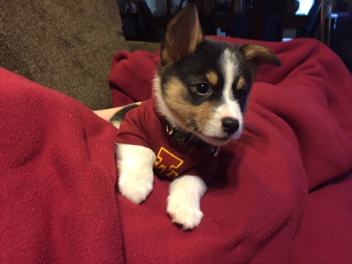 corgiaddict:  It turns out Archer the tricolor pup could fit into a sock monkey’s hoodie.