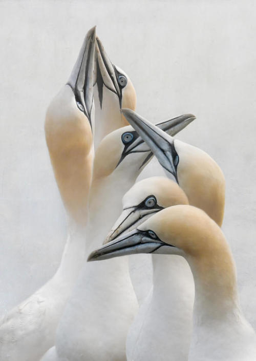 Gannets by Janine Lee