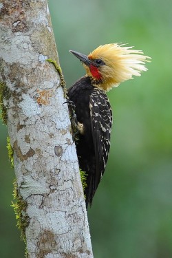 Every species has its punks (Blonde-crested