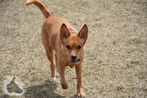 puppyrazzi