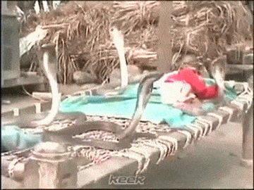 sixpenceee:  Snakes Trained to Protect a BabyA video posted on YouTube that shows