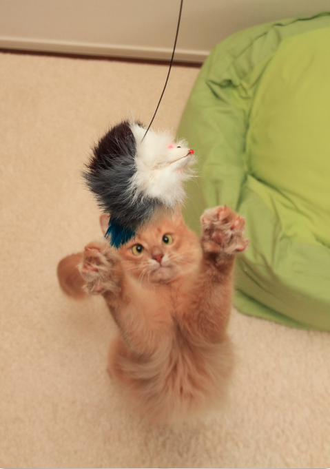 catsbeaversandducks:  Mocha is quite possibly the most photogenic cat ever. Photos by ©kawauso-papa 