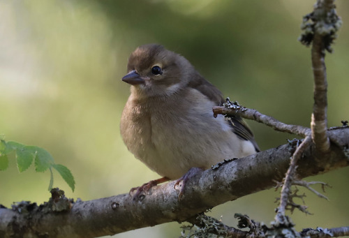 Common chaffinch/bofink.