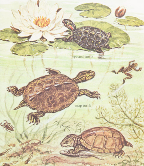 Life In A Pond. Illustrated By Marjorie Hartwell. 1967.
