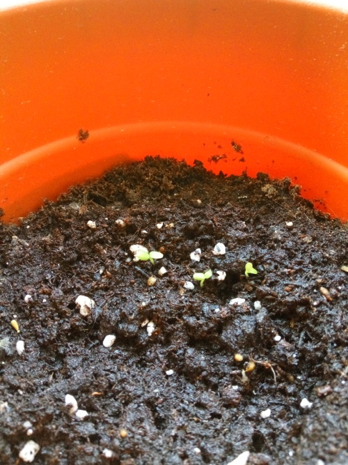 29/May/2016I have been plucking some dried leaves and planting sprouts in new pots. In these pics (b