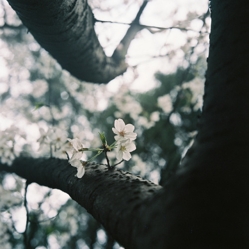 dreams-of-japan:  untitled by 卷 on Flickr.