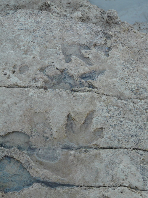 stitpics:Dinosaur footprints at Gantheaume Point near Broome WA. See them at low tide. Pic from June