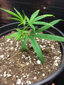 tiannajuana:Baby Cannabis ready for cloning