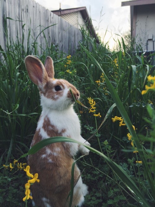 🐇💥✨💥✨💥