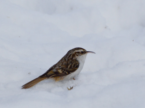 Puukiipijä, treecreeper