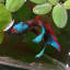 froggribs