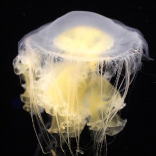 This tangled mass of gelatinous frills is a survivor! Even without brains or bones, sea jellies are 