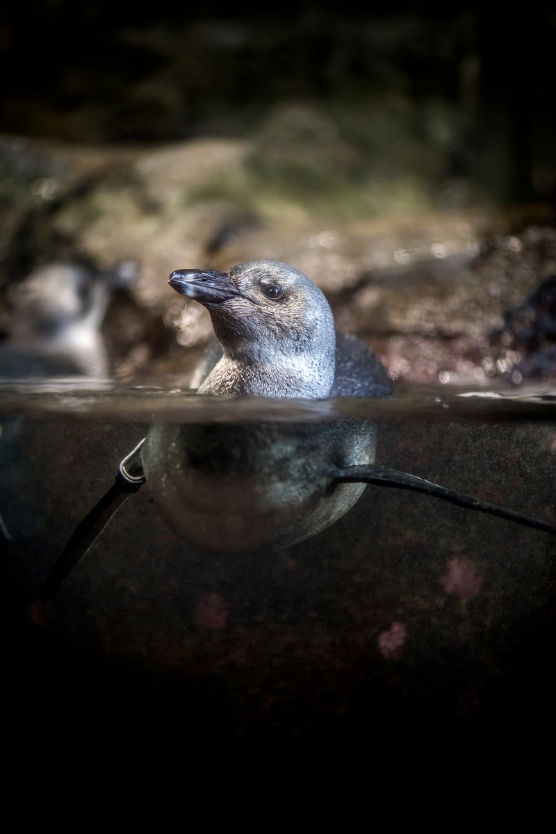 montereybayaquarium:    Penguin chick update! Poppy and Monty are settling into the