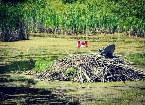 Even the Beavers are flying the flag for Canada Day… (From the archives) Cross country travel