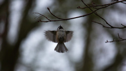 forbiddenforrest:  Show Me Your Wings by John Westrock on Flickr.