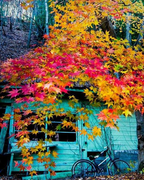 rosiesdreams:A secret place