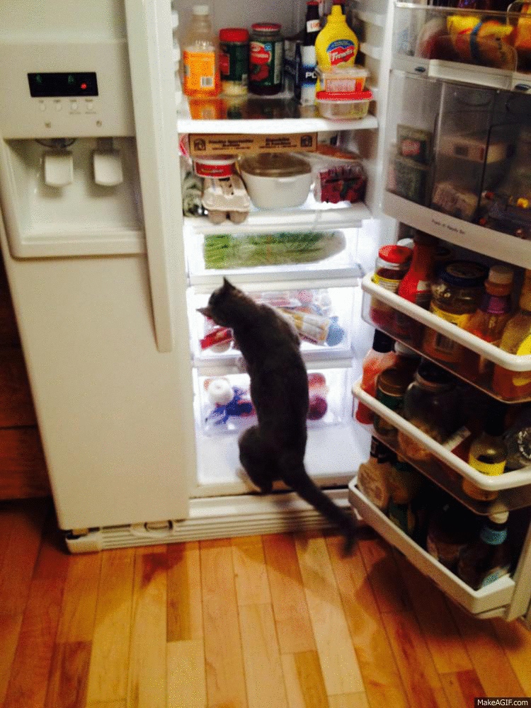 Холодильник с едой. Холодильник с продуктами. Прикольный холодильник. Кошачий холодильник.