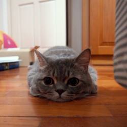 cats-weed-sleep:  catsbeaversandducks:  His name is Pancake and he’s a blue tabby munchkin cat with big round eyes and short McNugget-shaped fat paws. Follow Pancake&rsquo;s photo adventures as he dives into paper bags and baskets, attack the hairdryer