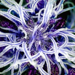 letssmokeloud:  Always dank weedporn by macromob420! Visit LetsSmokeLoud.com for dank weed pics!