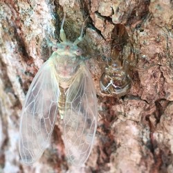 thissummerheat:  Day 32: Jewish kids have bar mitzvahs to celebrate becoming a man. #Cicadas have a final molt. Here’s a brand new adult cicada, all pretty and pastel, next to its exuvia #Cicadas #Insects #Animals #NagsHeadWoods #OBX #Nature