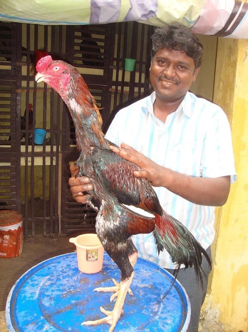 thehotgirlproject:tinysaurus-rex:The Malay is the tallest breed of chicken. One might say “he neck n