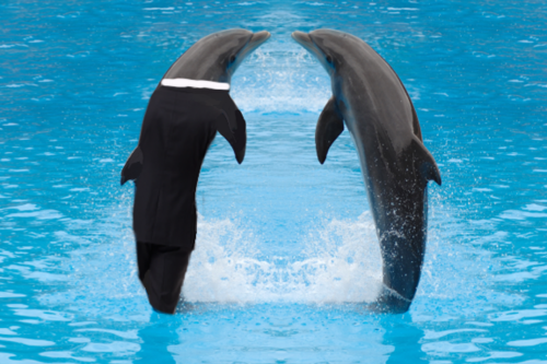 dil-howlters-mirror:  SO TODAY I REALIZED THAT WHEN YOU GOOGLE SEARCHED “DOLPHINS