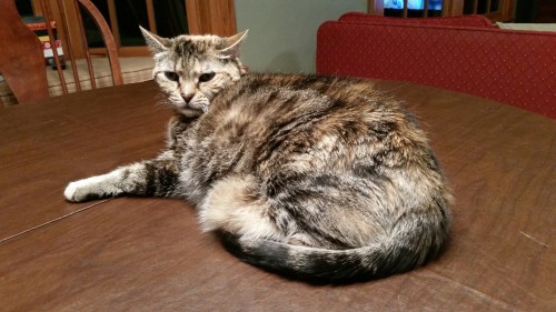 Mittens is really not thrilled at the moment. She doesn’t even need a reason to be annoyed. Sh