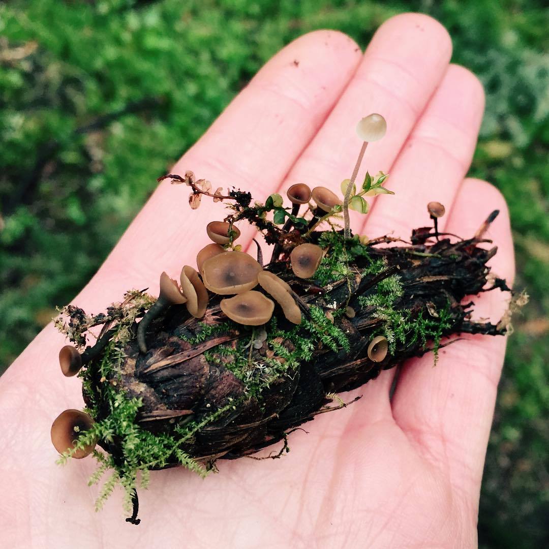meganhodde:  magical little pine cone world #mycology #mushrooms #cupfungus #nature