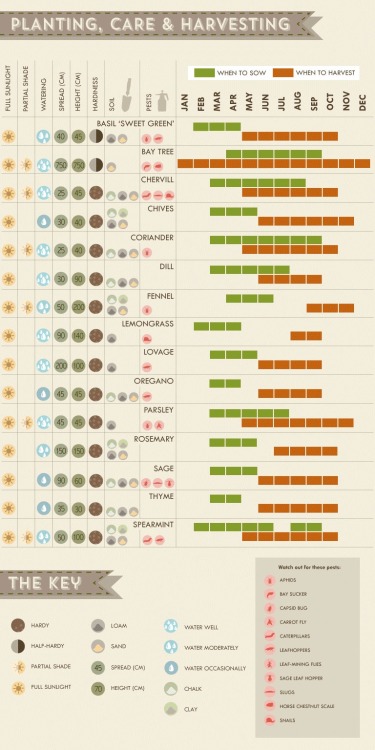 artamanen - Herb Grower’s Cheat Sheet - which ones can be grown...