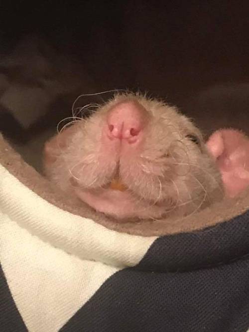ratpotatoes: Me thinks that Creature is happy!  Used With Permission :) 