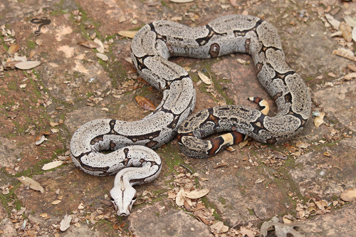 crispysnakes:Silver Bullet - Silverback Bolivian boa (Boa c. amarali)SB passed his qPCR and PCR test