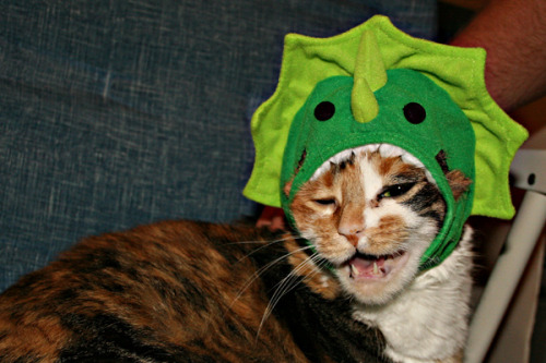 tastefullyoffensive: Animals Wearing Dinosaur CostumesPreviously: Cats Wearing Animal Hats, Animals 