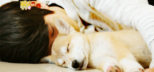 INFINITE Lovely With Puppies
