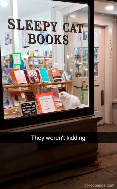 iidigestive-readerii: awesome-picz: Hilarious Cat Snapchats That Will Leave You With The Biggest Sm