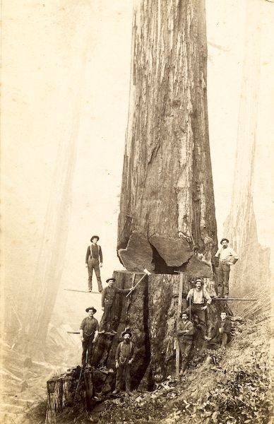 feedofbeautiful:  Logging in te 1800’s.