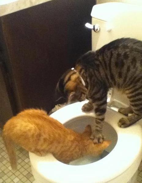 kelpf0rest:  END CAT BULLYING NOW 