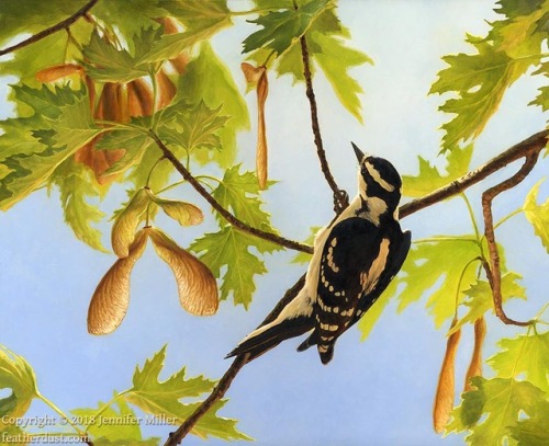 “Wings of Spring”, female downy woodpecker in silver maple; 11x14" oil on panel. Th