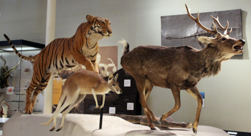 coffinwax: Could have spent all day here, The National Museum of Scotland, Edinburgh