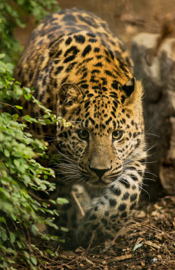 earth-song:   The hunt is on by Frank Rønsholt     